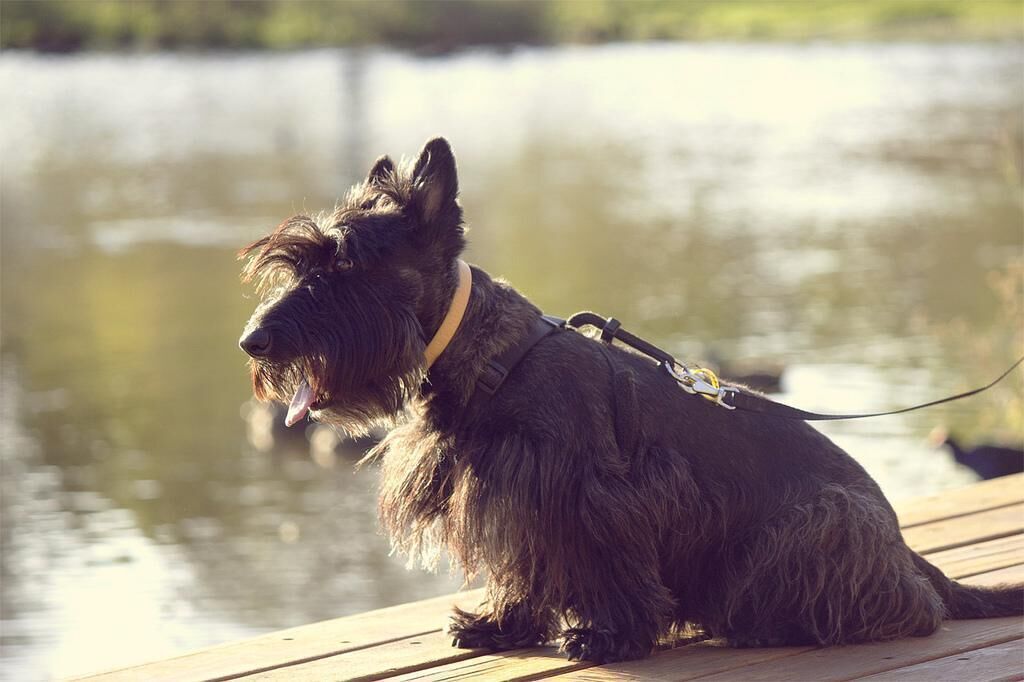 #15. Scottish terrier (tie)